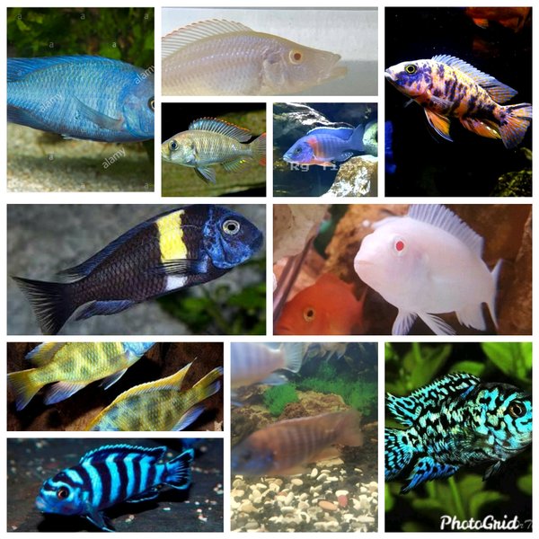 Detail Jenis Ikan Cichlid Afrika Nomer 17