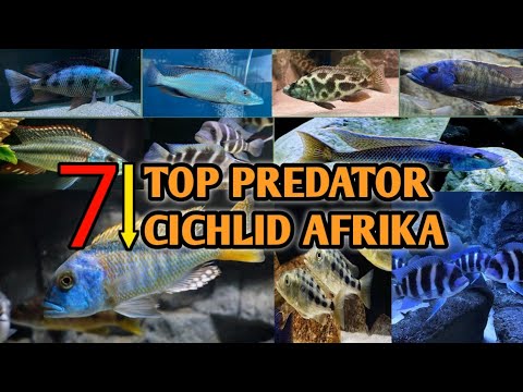 Detail Jenis Ikan Cichlid Afrika Nomer 18