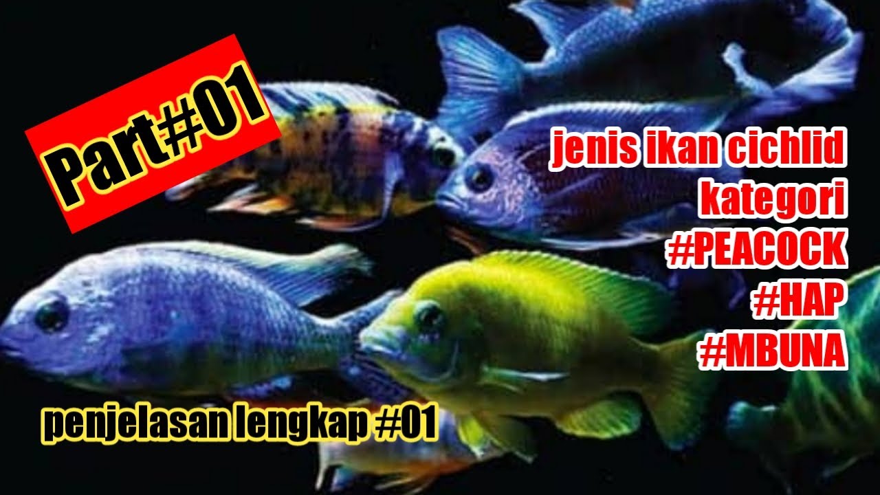 Detail Jenis Ikan Cichlid Afrika Nomer 22