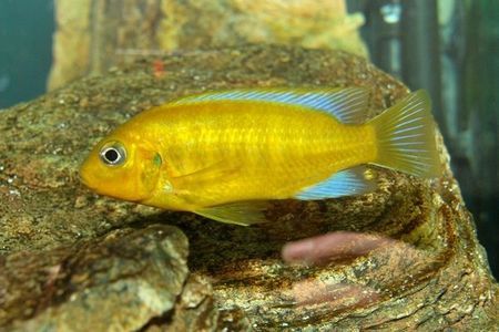 Detail Jenis Ikan Cichlid Afrika Nomer 25