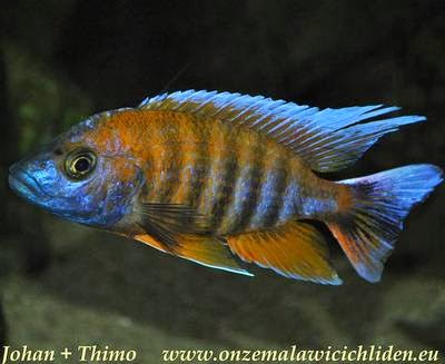 Detail Jenis Ikan Cichlid Afrika Nomer 27