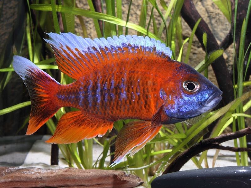 Detail Jenis Ikan Cichlid Afrika Nomer 4