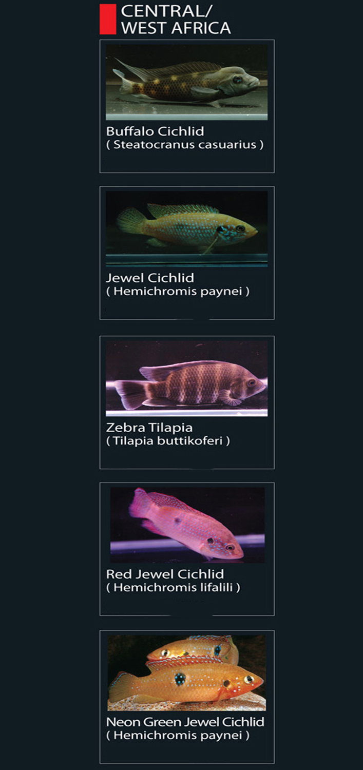 Detail Jenis Ikan Cichlid Afrika Nomer 46
