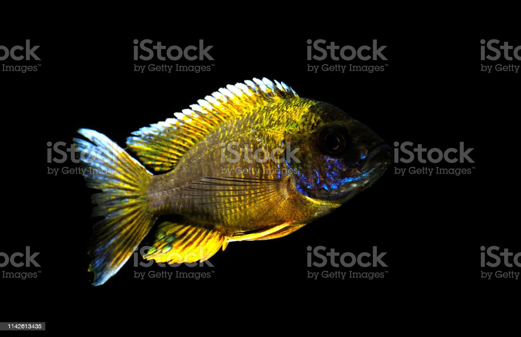 Detail Jenis Ikan Cichlid Afrika Nomer 54