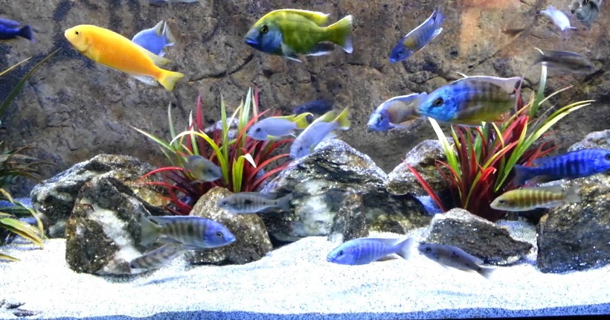 Detail Jenis Ikan Cichlid Afrika Nomer 8