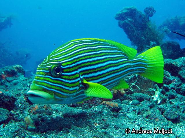 Detail Jenis Ikan Karang Laut Nomer 10