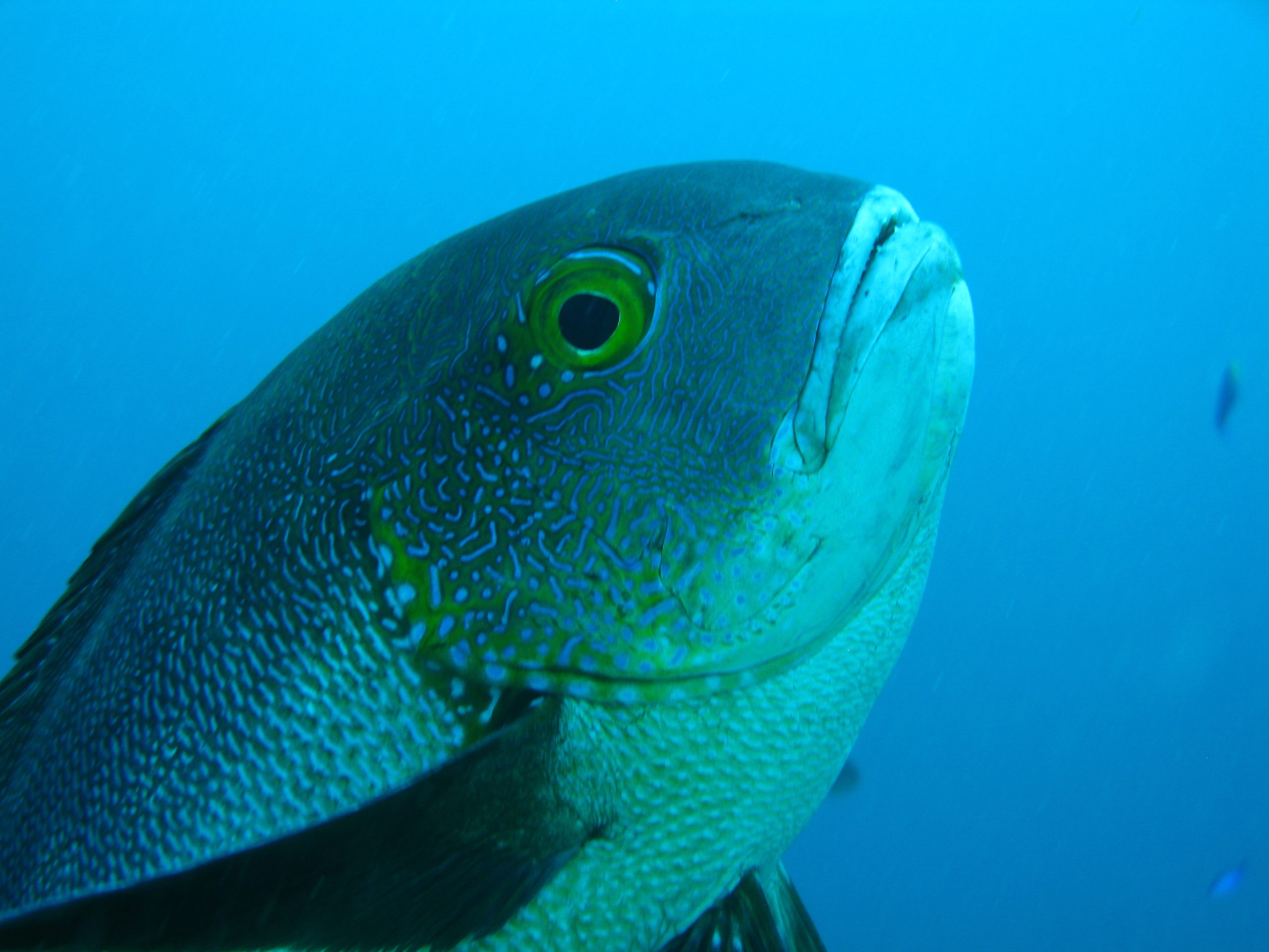 Detail Jenis Ikan Karang Laut Nomer 7