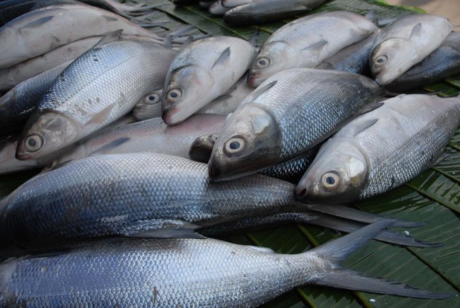 Detail Jenis Ikan Laut Dangkal Dan Gambarnya Nomer 30