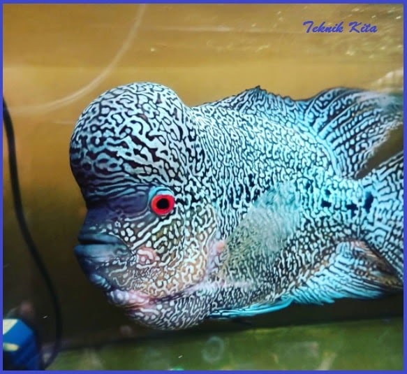 Download Jenis Ikan Louhan Hitam Nomer 16