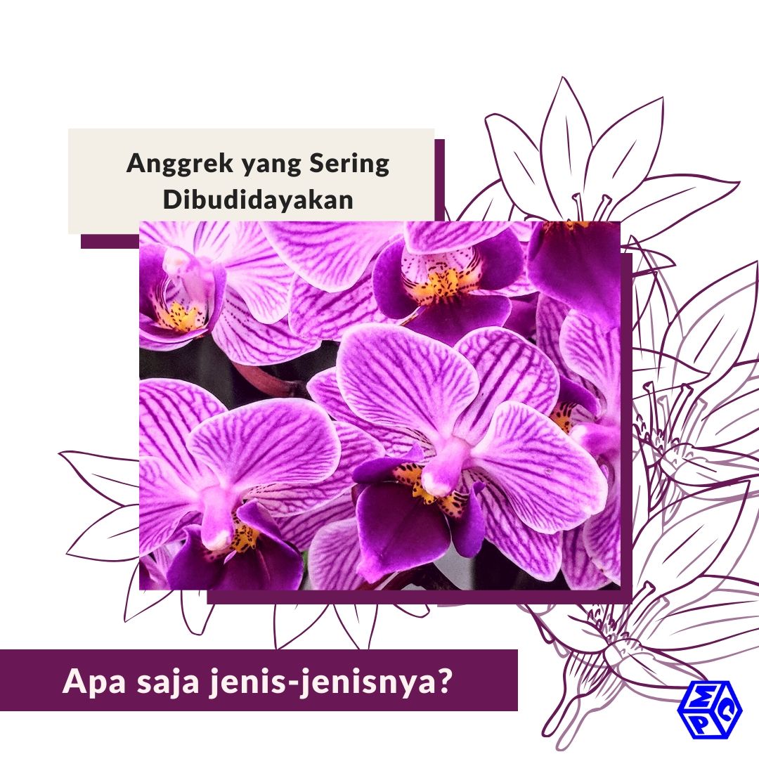 Detail Jenis Jenis Anggrek Dan Gambarnya Nomer 35