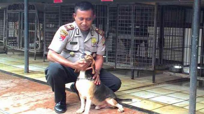 Detail Jenis Jenis Anjing Kampung Nomer 13