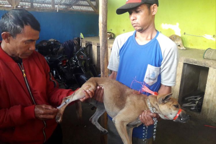 Detail Jenis Jenis Anjing Kampung Nomer 25