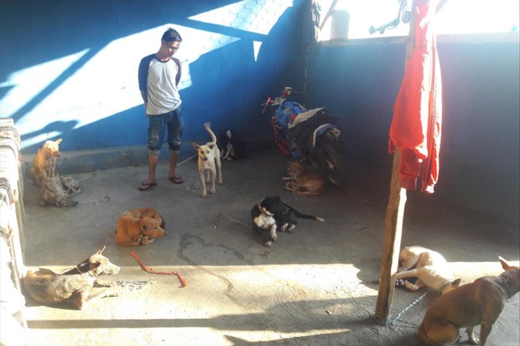 Detail Jenis Jenis Anjing Kampung Nomer 30