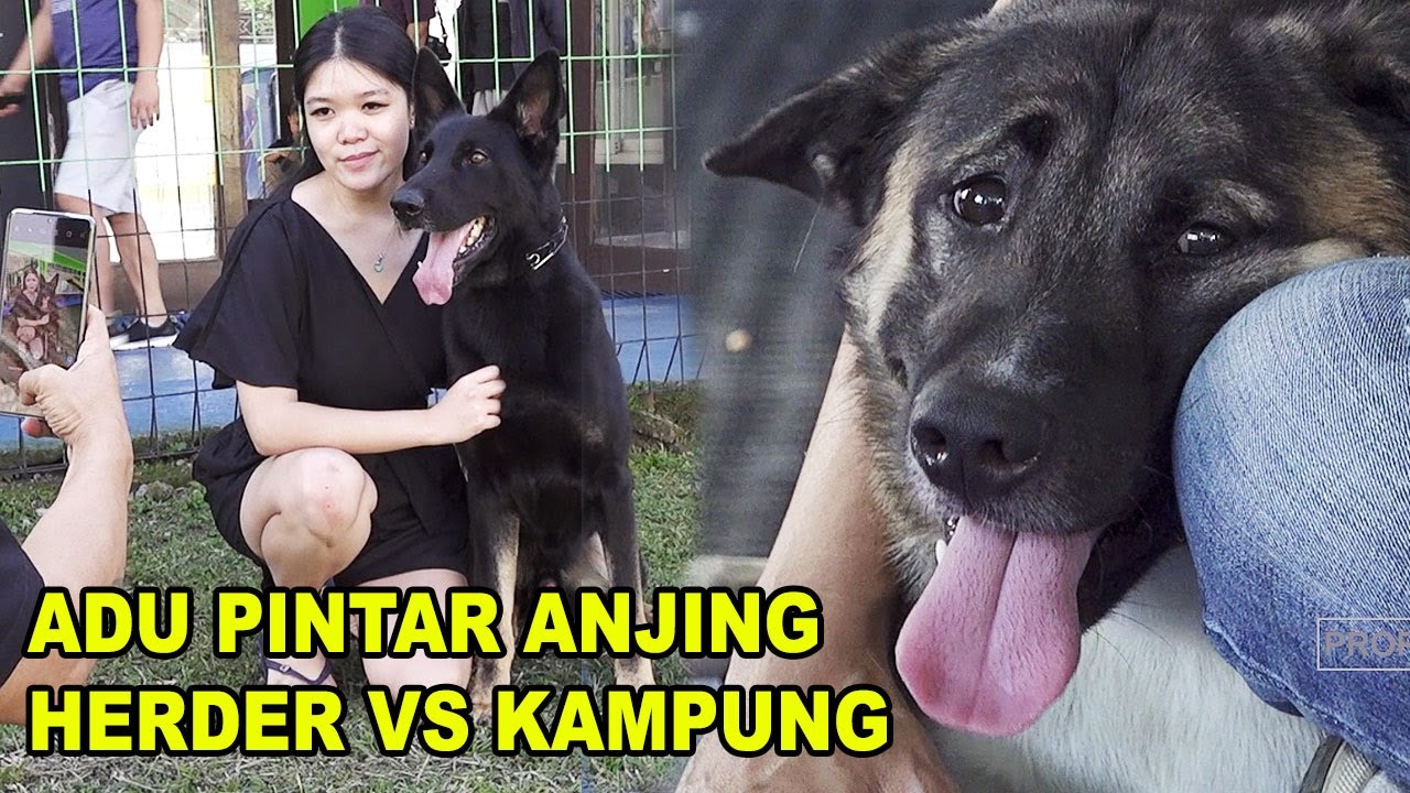 Detail Jenis Jenis Anjing Kampung Nomer 45