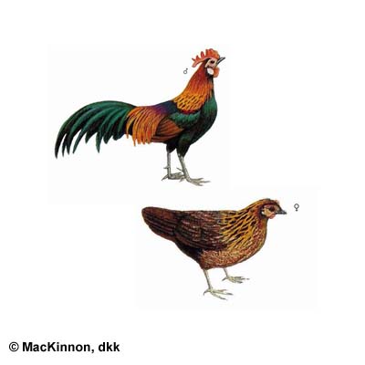 Detail Jenis Jenis Ayam Hutan Nomer 44