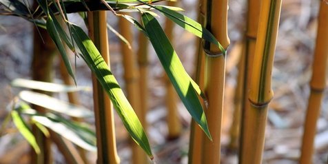 Detail Jenis Jenis Bambu Hias Nomer 11