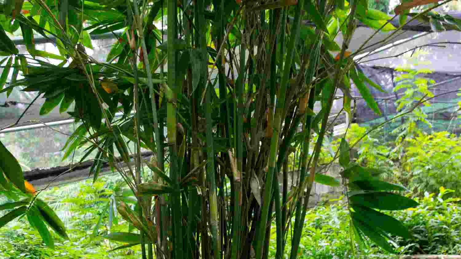 Detail Jenis Jenis Bambu Hias Nomer 54