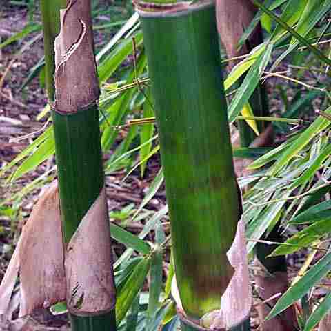Detail Jenis Jenis Bambu Petuk Dan Gambarnya Nomer 34