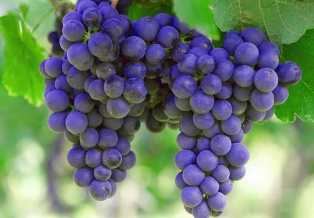 Detail Jenis Jenis Buah Anggur Nomer 14
