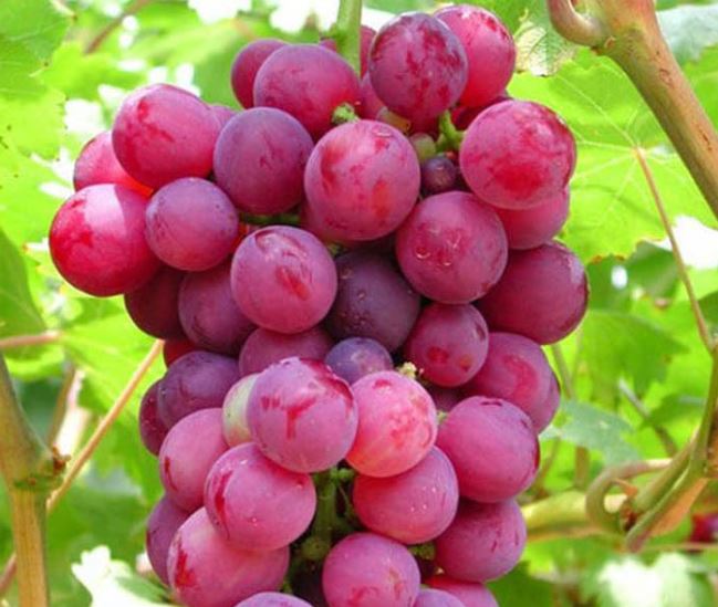 Detail Jenis Jenis Buah Anggur Nomer 8
