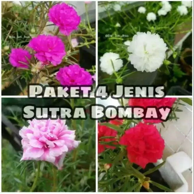 Detail Jenis Jenis Bunga Krokot Nomer 46