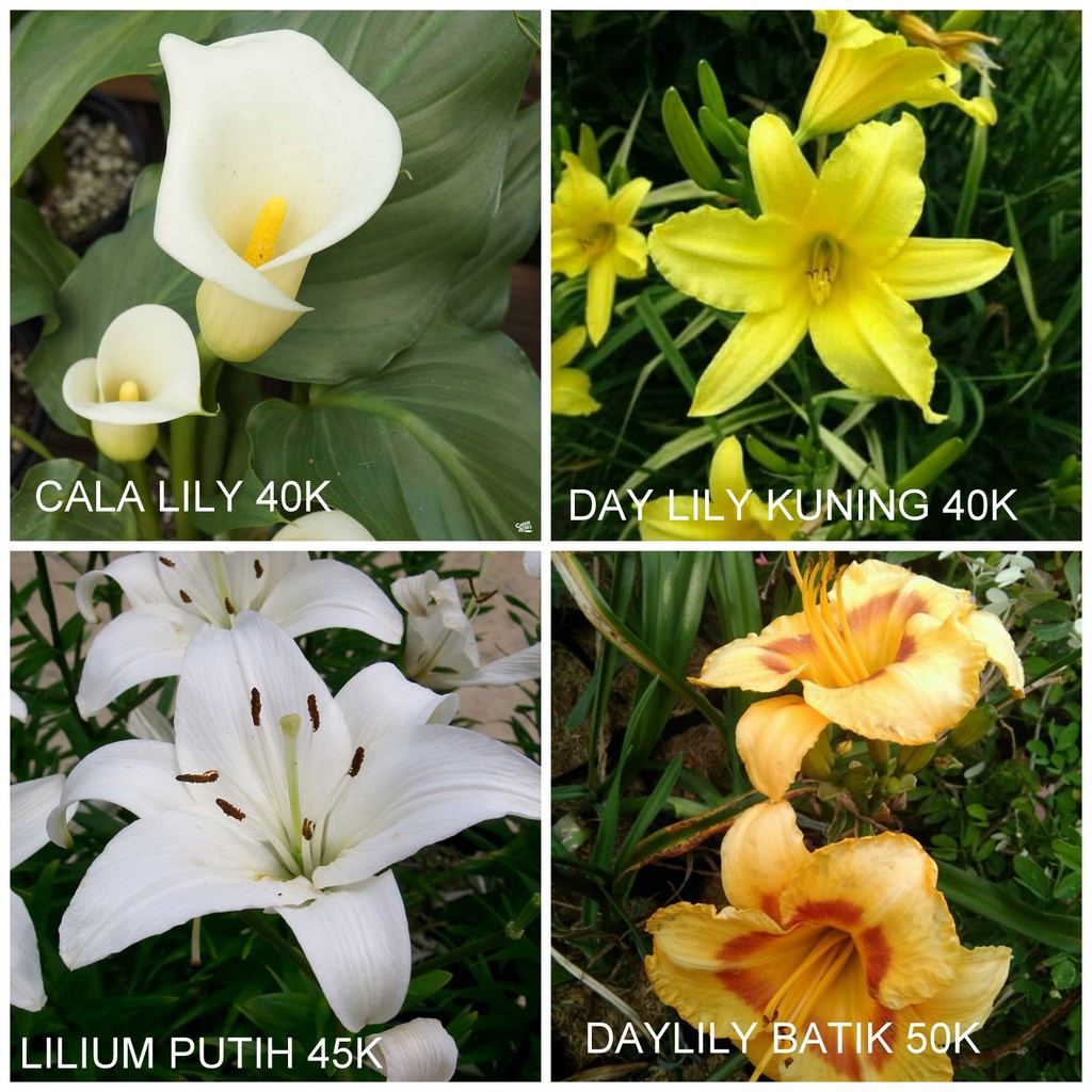 Detail Jenis Jenis Bunga Lily Nomer 2