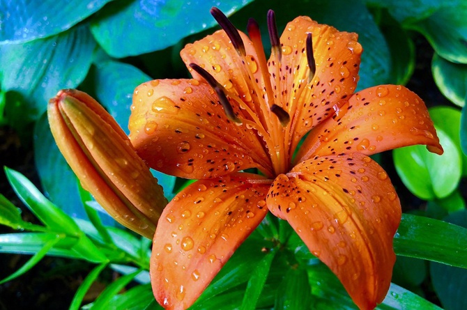 Detail Jenis Jenis Bunga Lily Nomer 24