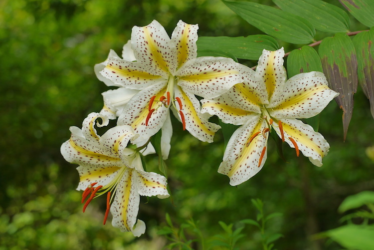 Detail Jenis Jenis Bunga Lily Nomer 27