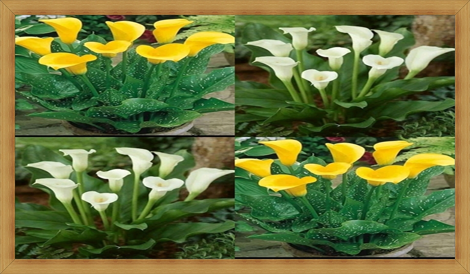 Detail Jenis Jenis Bunga Lily Nomer 37