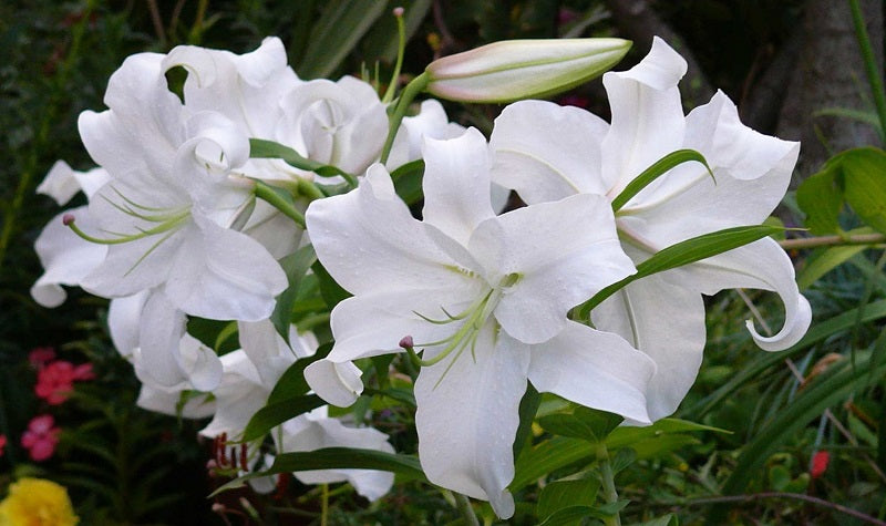 Detail Jenis Jenis Bunga Lily Nomer 54