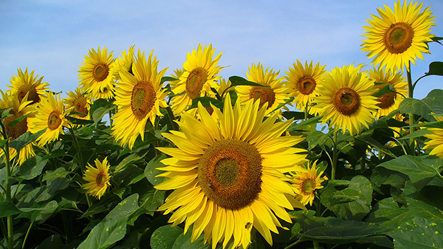 Detail Jenis Jenis Bunga Matahari Dan Gambarnya Nomer 24