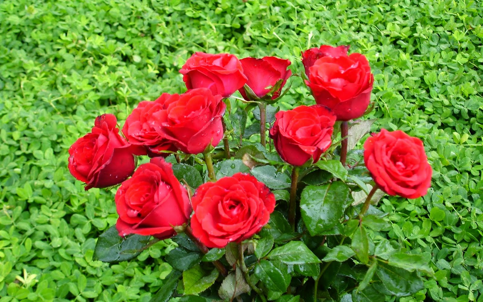 Detail Jenis Jenis Bunga Mawar Dan Gambarnya Nomer 34