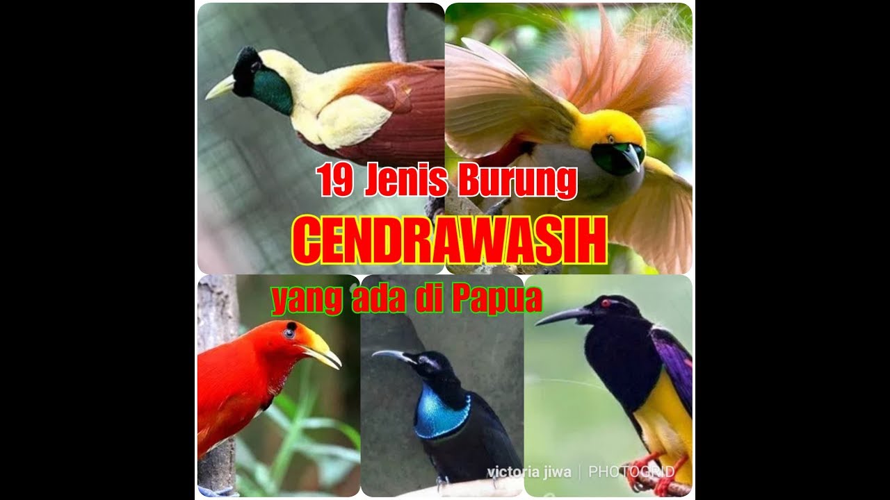 Detail Jenis Jenis Burung Cendrawasih Gambar Nomer 35