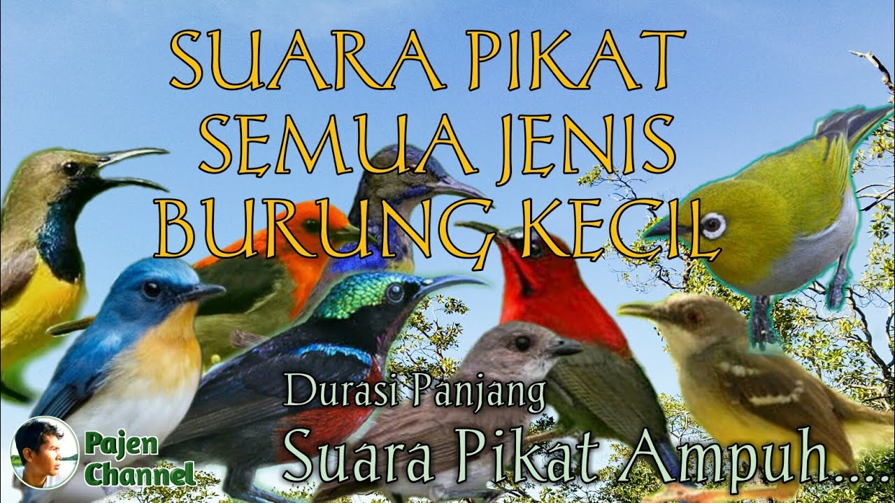 Detail Jenis Jenis Burung Kecil Nomer 49