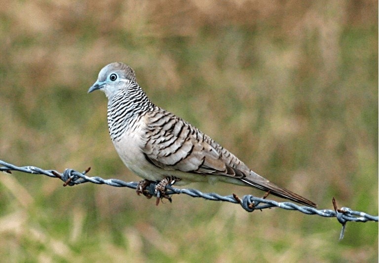 Detail Jenis Jenis Burung Perkutut Dan Gambarnya Nomer 34