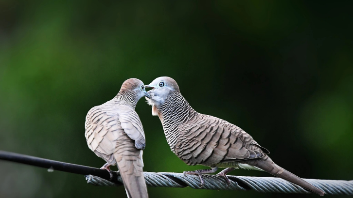 Detail Jenis Jenis Burung Perkutut Dan Gambarnya Nomer 41