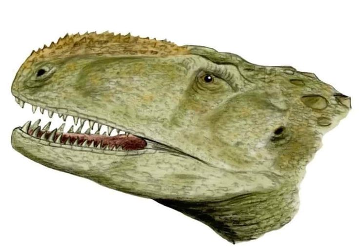 Detail Jenis Jenis Dinosaurus Dan Gambarnya Nomer 13