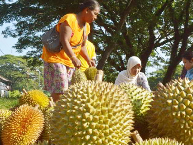Detail Jenis Jenis Durian Dan Gambarnya Nomer 9