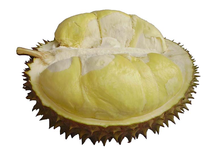 Detail Jenis Jenis Durian Dan Gambarnya Nomer 10