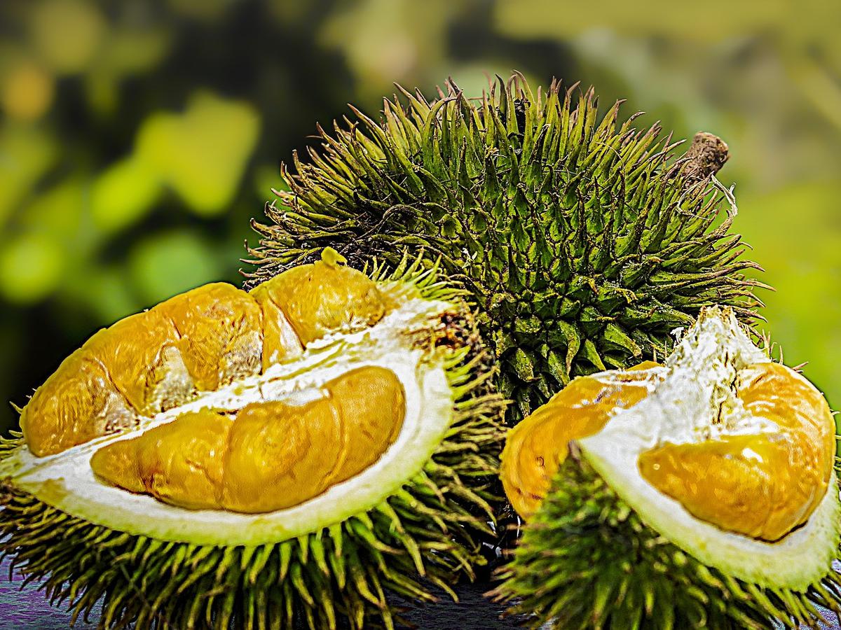 Detail Jenis Jenis Durian Dan Gambarnya Nomer 4