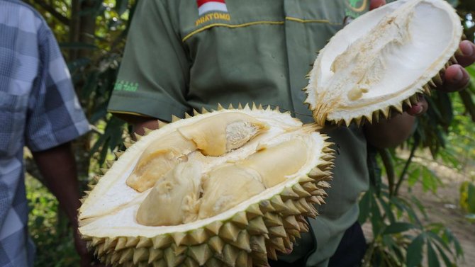 Detail Jenis Jenis Durian Dan Gambarnya Nomer 40