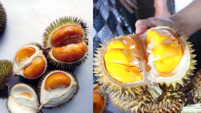 Detail Jenis Jenis Durian Dan Gambarnya Nomer 49