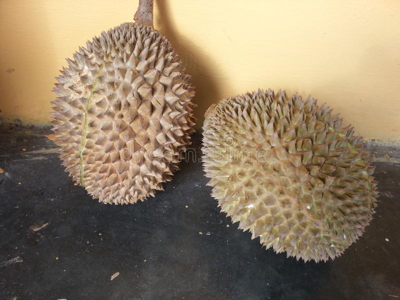 Detail Jenis Jenis Durian Dan Gambarnya Nomer 51