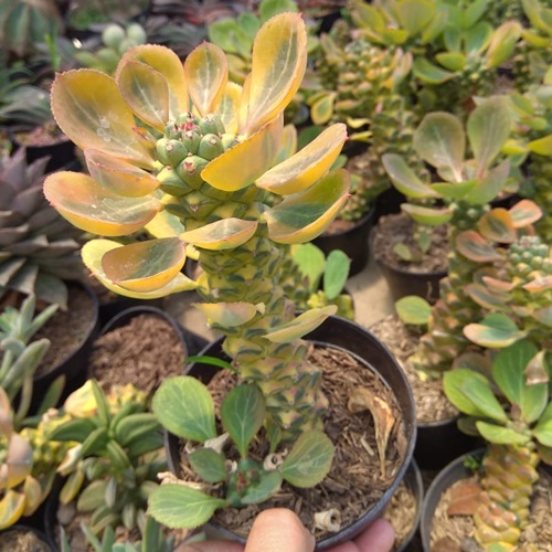 Detail Jenis Jenis Euphorbia Nomer 13
