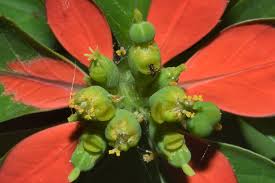 Detail Jenis Jenis Euphorbia Nomer 40