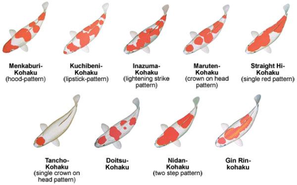 Detail Jenis Jenis Ikan Koi Dan Gambarnya Nomer 14