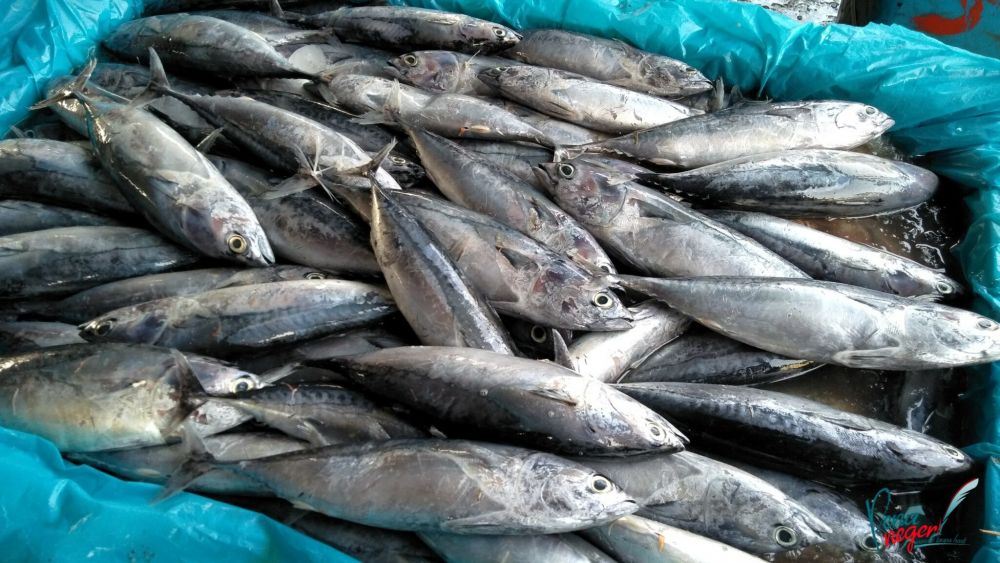 Detail Jenis Jenis Ikan Laut Dan Gambarnya Nomer 38