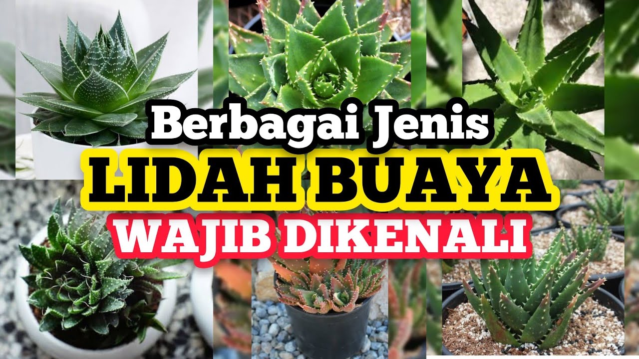 Jenis Jenis Lidah Buaya - KibrisPDR