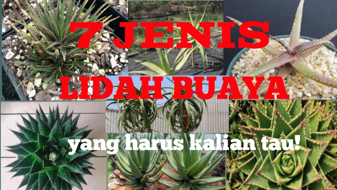 Detail Jenis Jenis Lidah Buaya Nomer 5