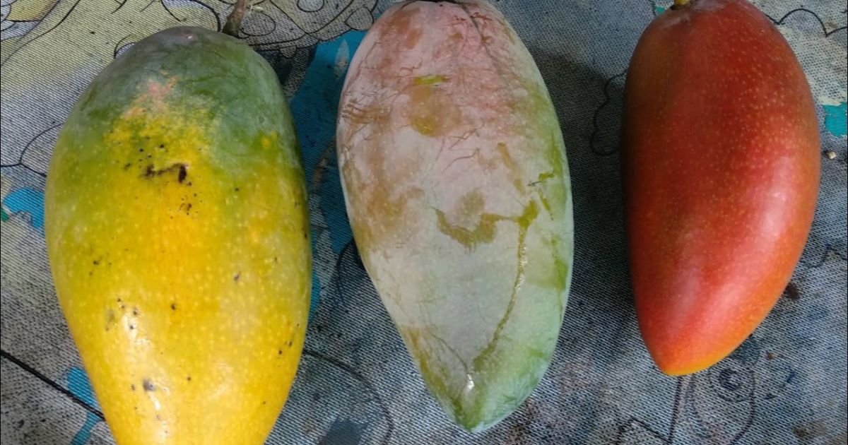 Jenis Jenis Mangga Dan Gambarnya - KibrisPDR